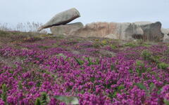 Skála na pobřeží Růžových skal. Foto: Josef Křetinský