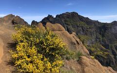 Madeira