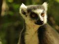 Madagaskar-lemur