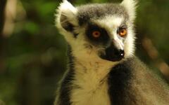Madagaskar-lemur