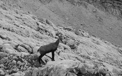 Spitzmauer a Gr. Priel - oblíbené ferraty