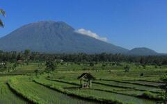 bali-butterfly