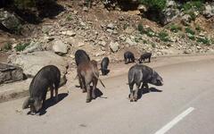 Korsika - divoká prasata