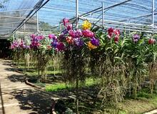 Thajsko - farma Orchidejí