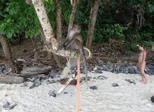 Opice na Monkey beach