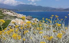 Korsika - pláž u Cargese. Foto: Josef Křetinský