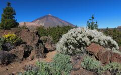 alpska-zahrada-na-tenerife