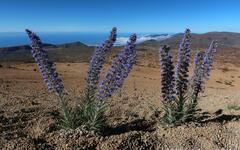 modre-kvety-na-tenerife